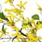 5ft. Yellow Forsythia & Berry Floral Spring Garland